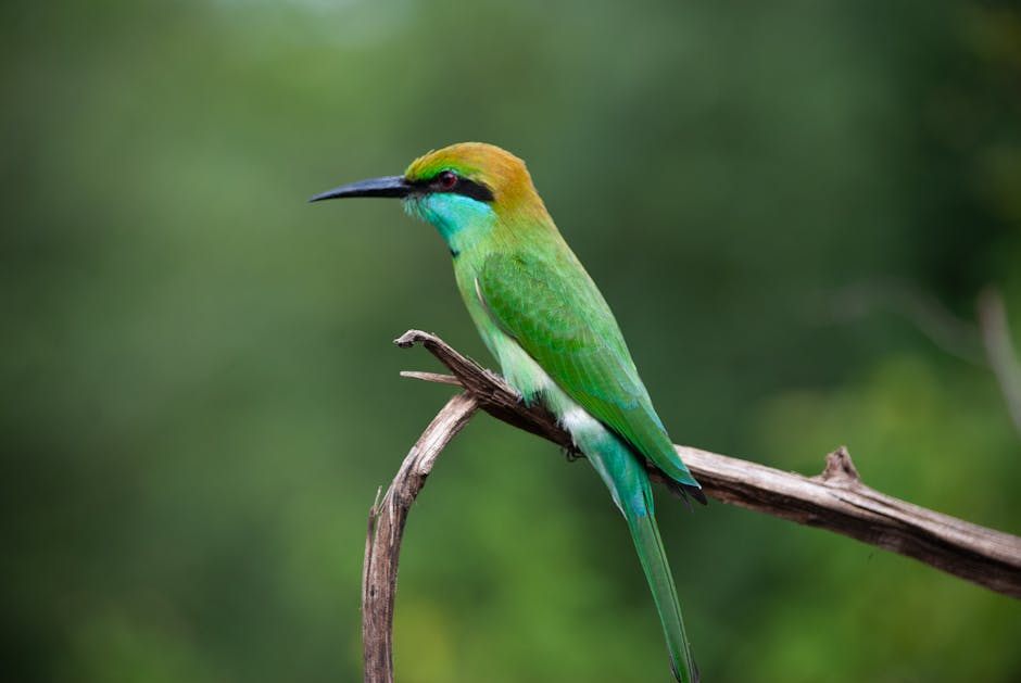 Bird Watching - Kumana