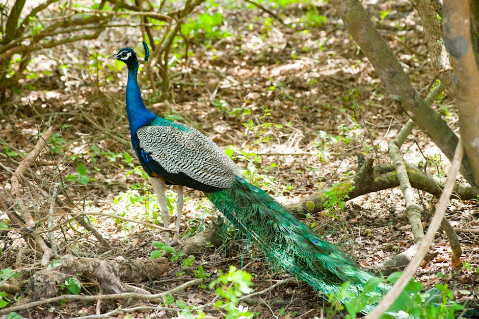 Birds Park & Research Center Hambantota