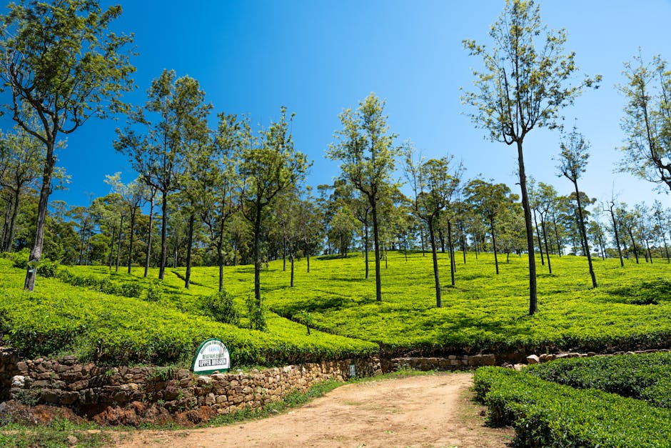 Tea Country