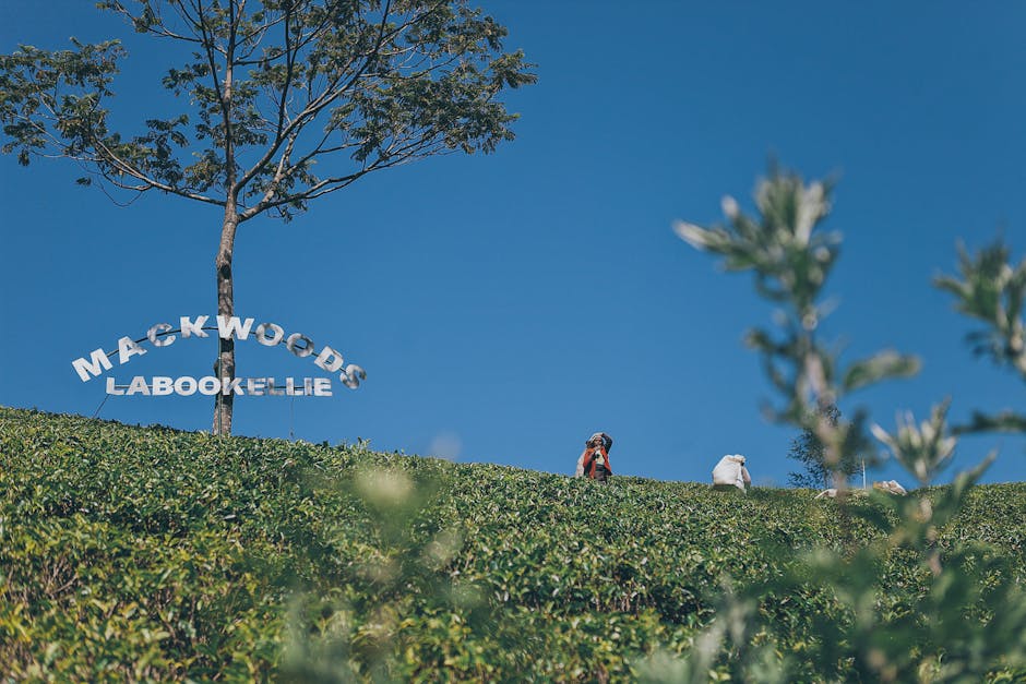 Damro Tea (Mackwoods) Labookellie