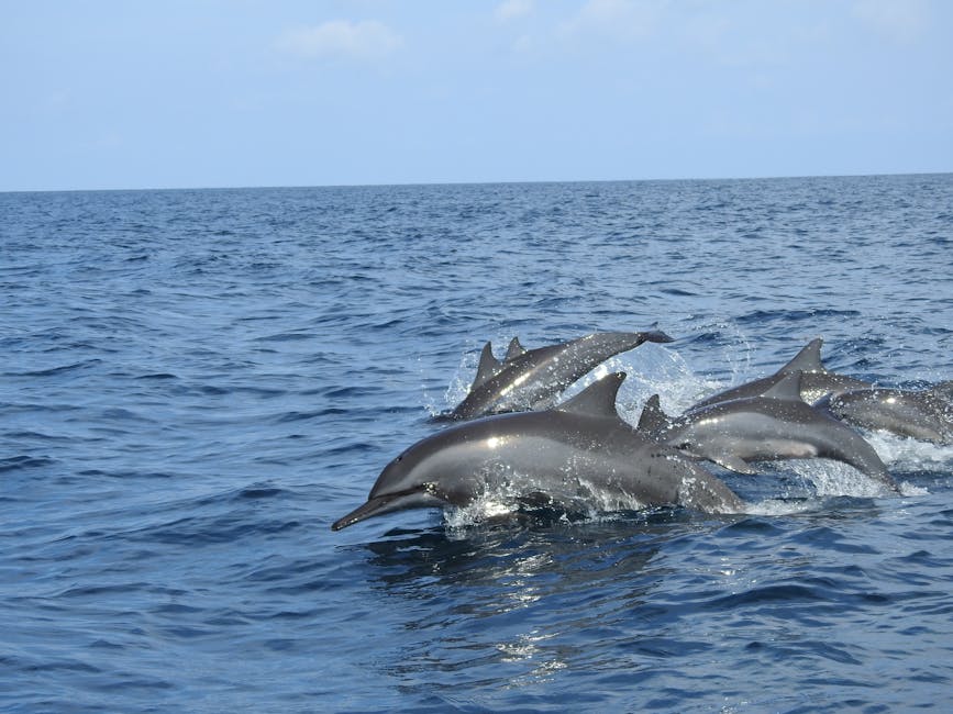 Dolphin Watching - Kalpitiya
