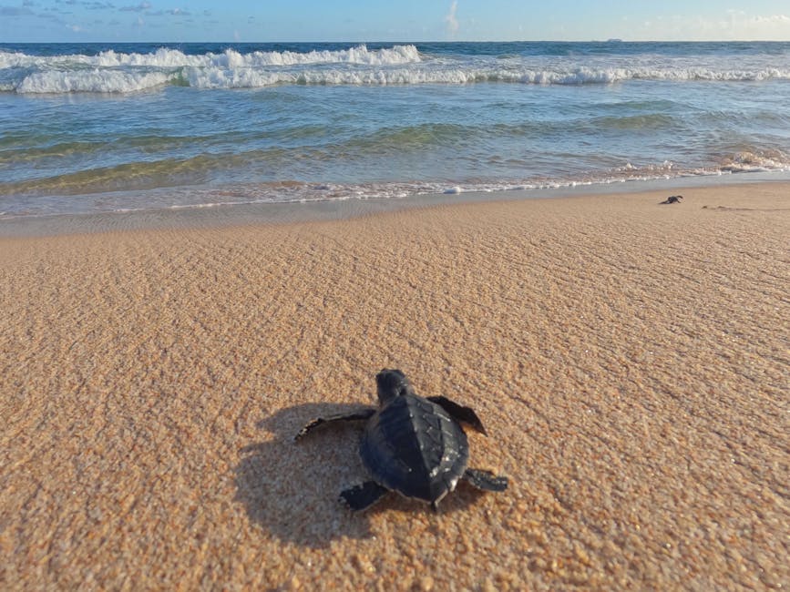 Habaraduwa Turtle Hatchery