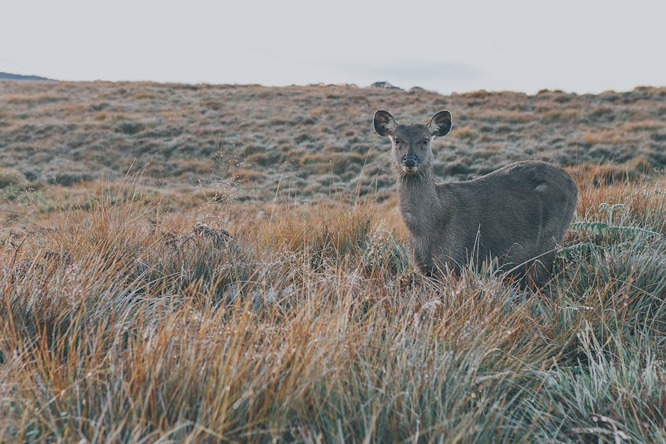 Horton Plains Trek (World's End)