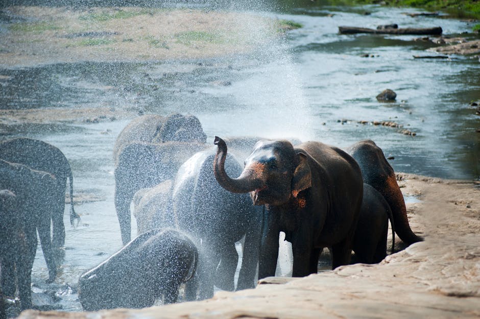 Kaudulla National Park