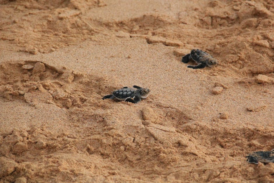 Kosgoda Turtle Hatchery