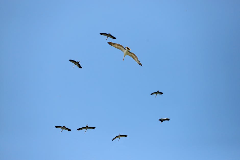 Kumana Bird Migration Watch