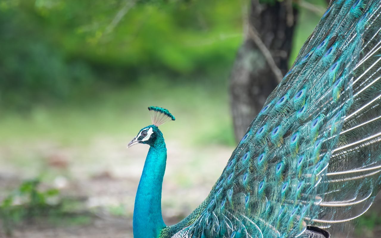 Kumana National Park
