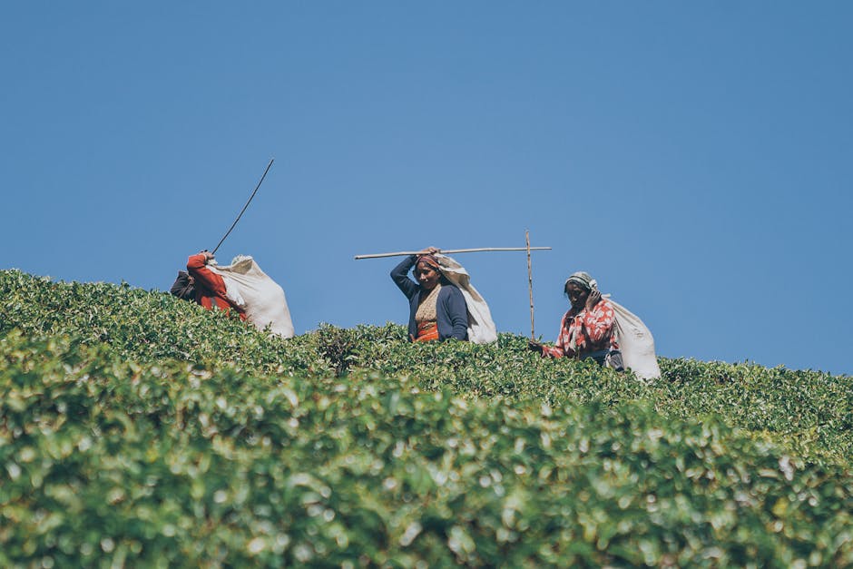 Madulkelle Tea Estate
