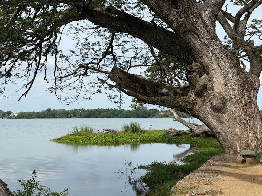 Minneriya Tank