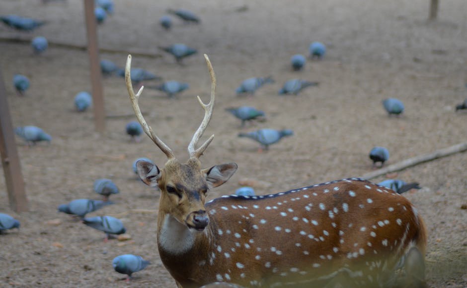 National Zoological Gardens (Dehiwala)
