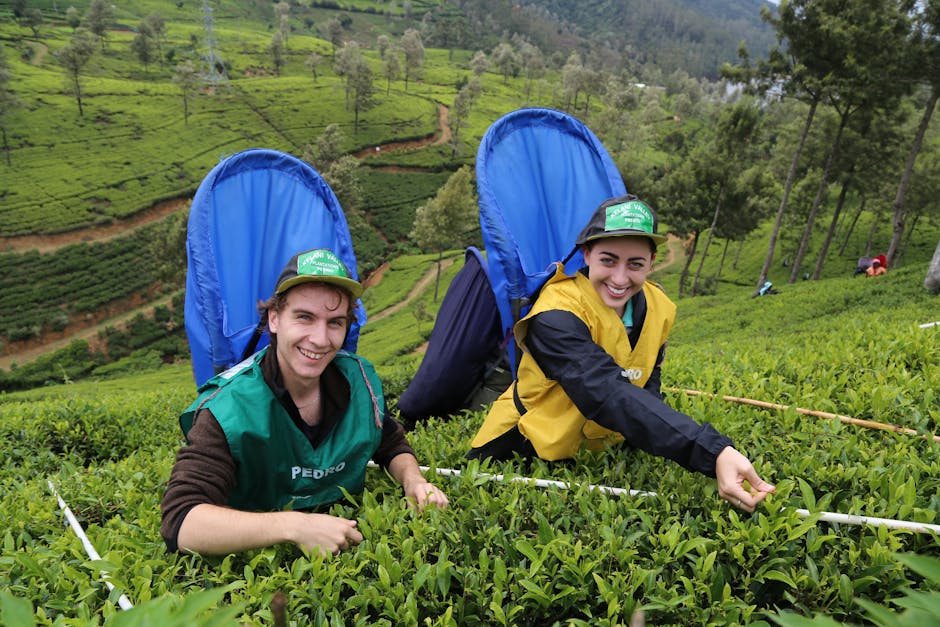 Pedro Tea Estate (Nuwara Eliya)