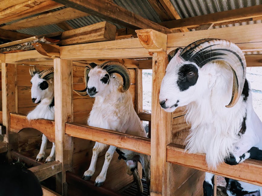 Rams Right (Peanut Farm)
