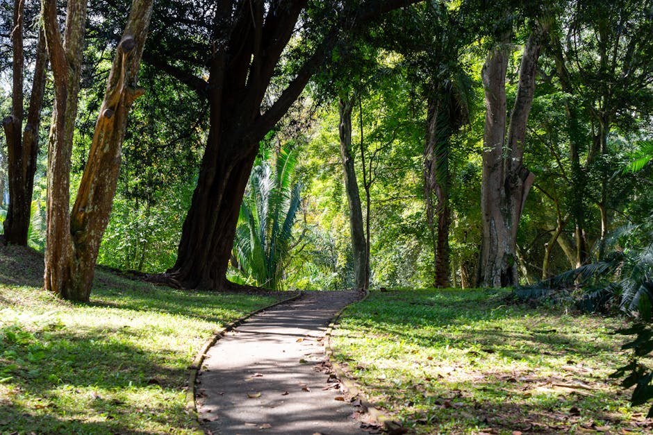 Ritigala Forest Monastery
