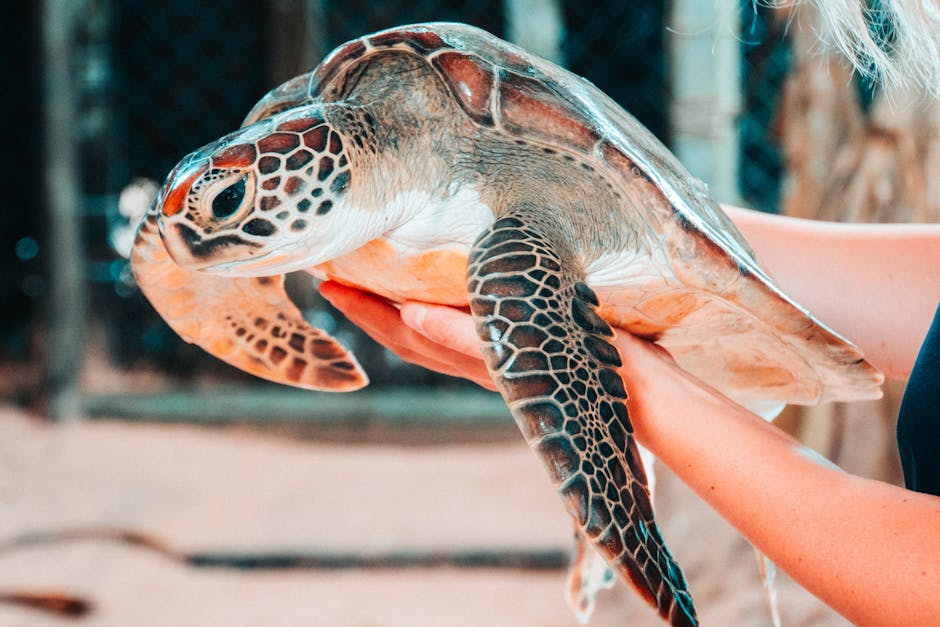 Sea Turtle Night Walk (Rekawa)