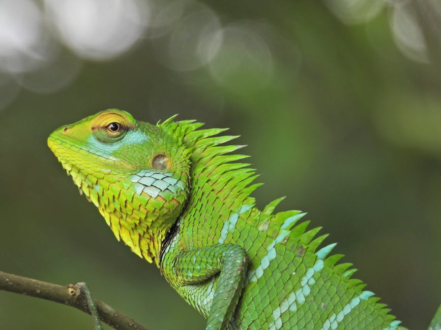 Sinharaja Rainforest Trek