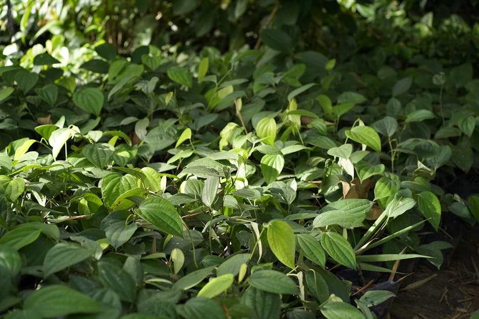 Spice Garden Tour (Matale)