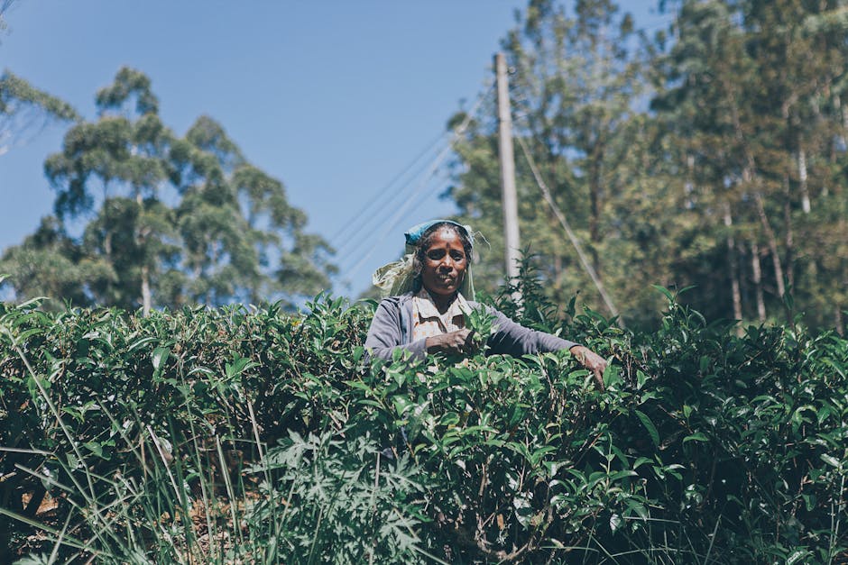 Talawakele Tea Plantations