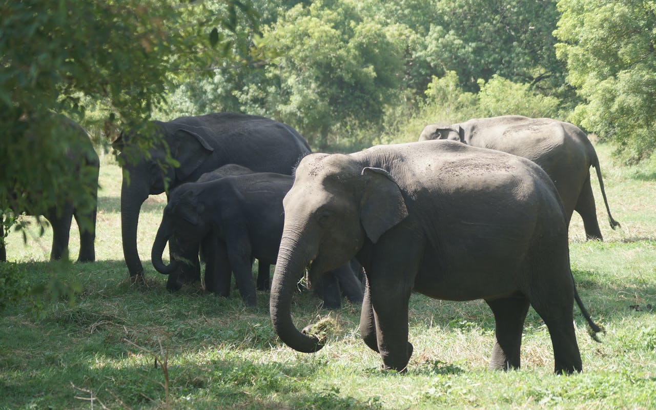 The Gathering (Minneriya)