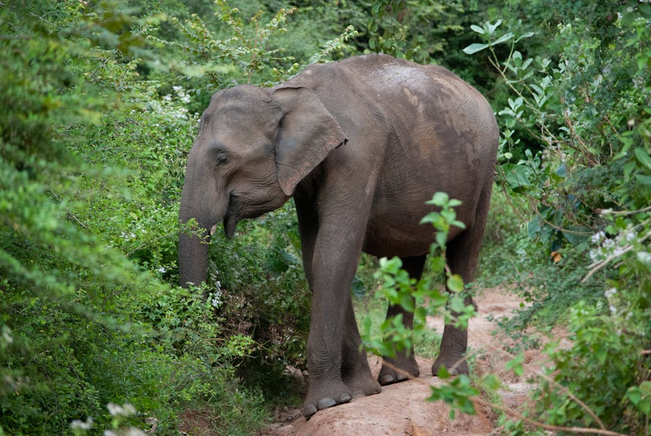 Family Wildlife Adventure