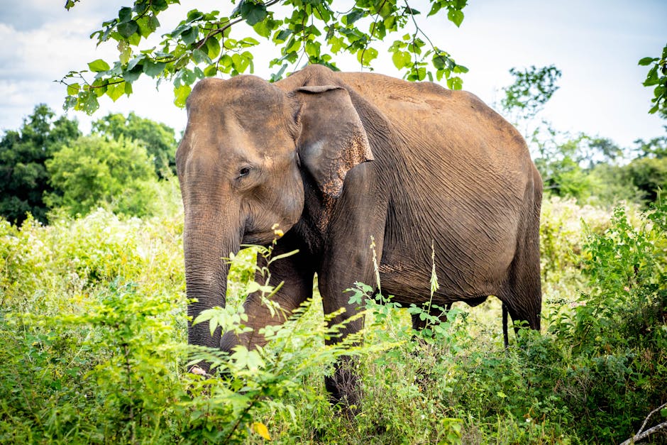Wasgamuwa National Park