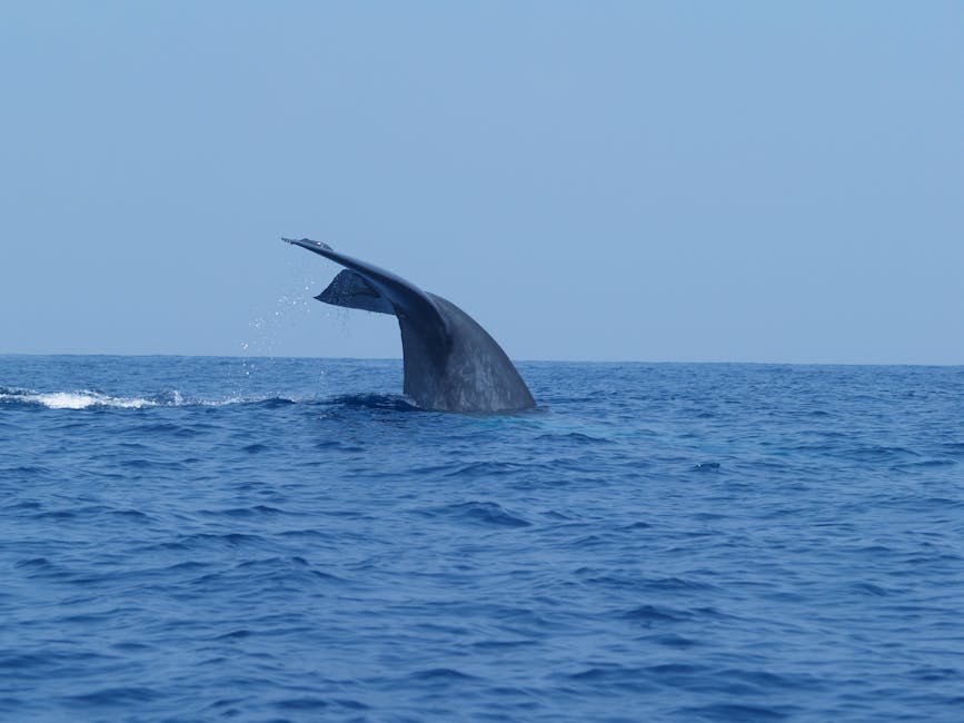 Whale Watching - Mirissa