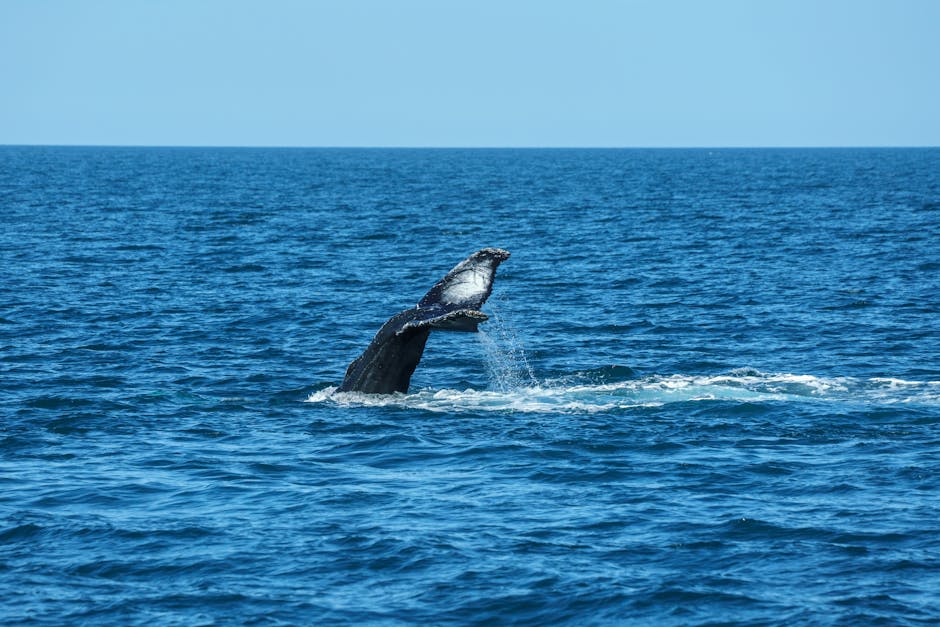 Whale Watching - Trincomalee