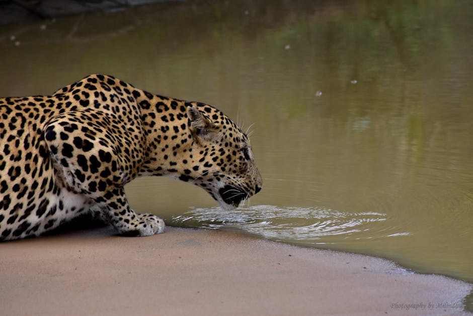 Yala Night Safari